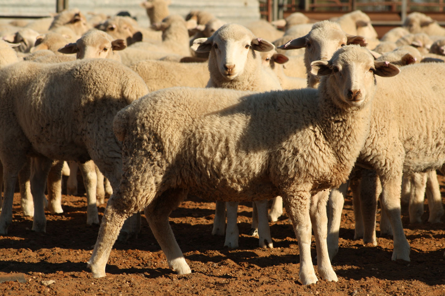 Овцы купить в ставропольском. Грозненская порода овец. Ставропольский меринос порода овец. Овец «Черноземельский меринос. Бессарабская порода овец.